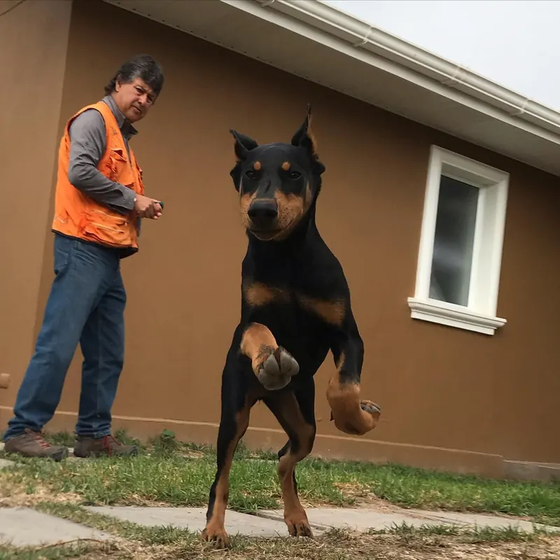 Doberman saltando durante una clase de obediencia