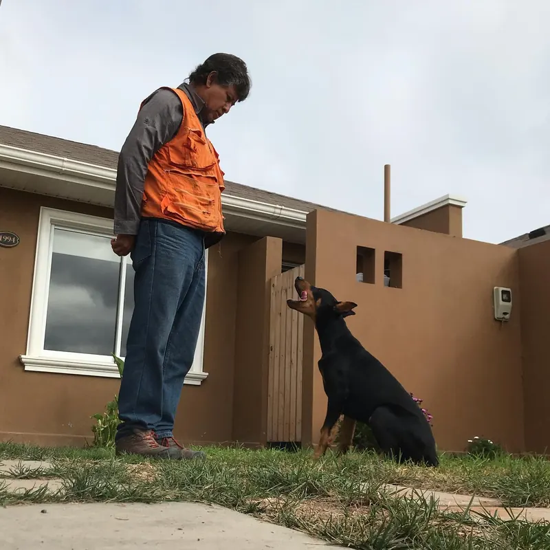 Doberman sentado mirando al adiestrador