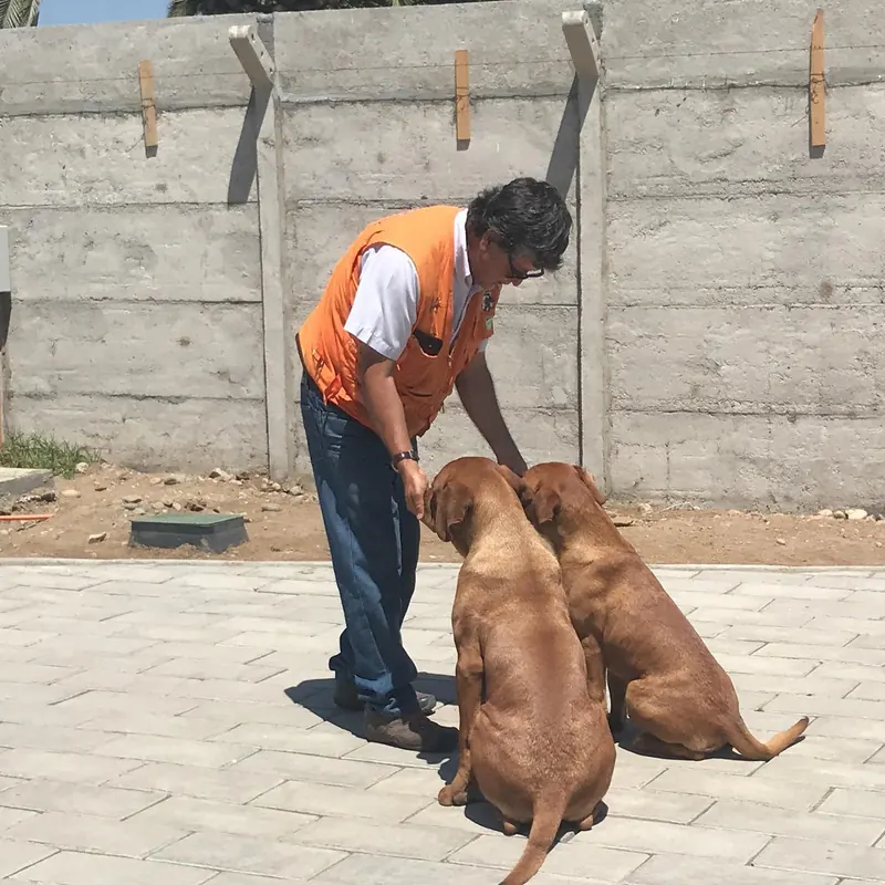 Adiestrador trabajando con dos perros sentados