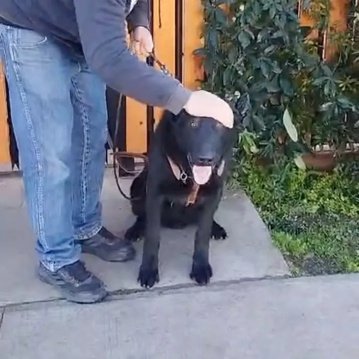 Perro negro recibiendo una caricia al terminar la clase