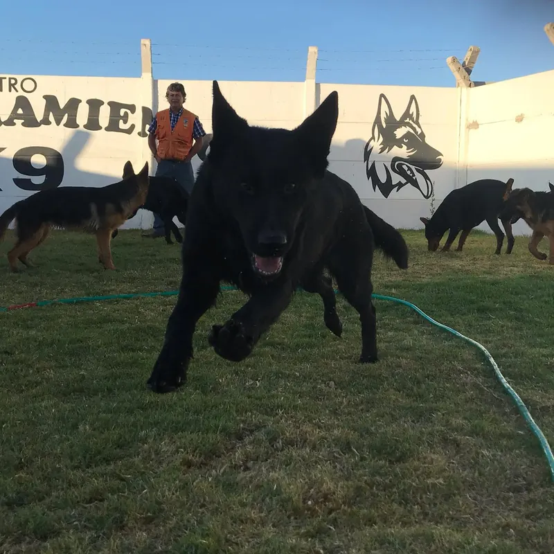 Pastor alemán negro corriendo en el centro de adiestramiento