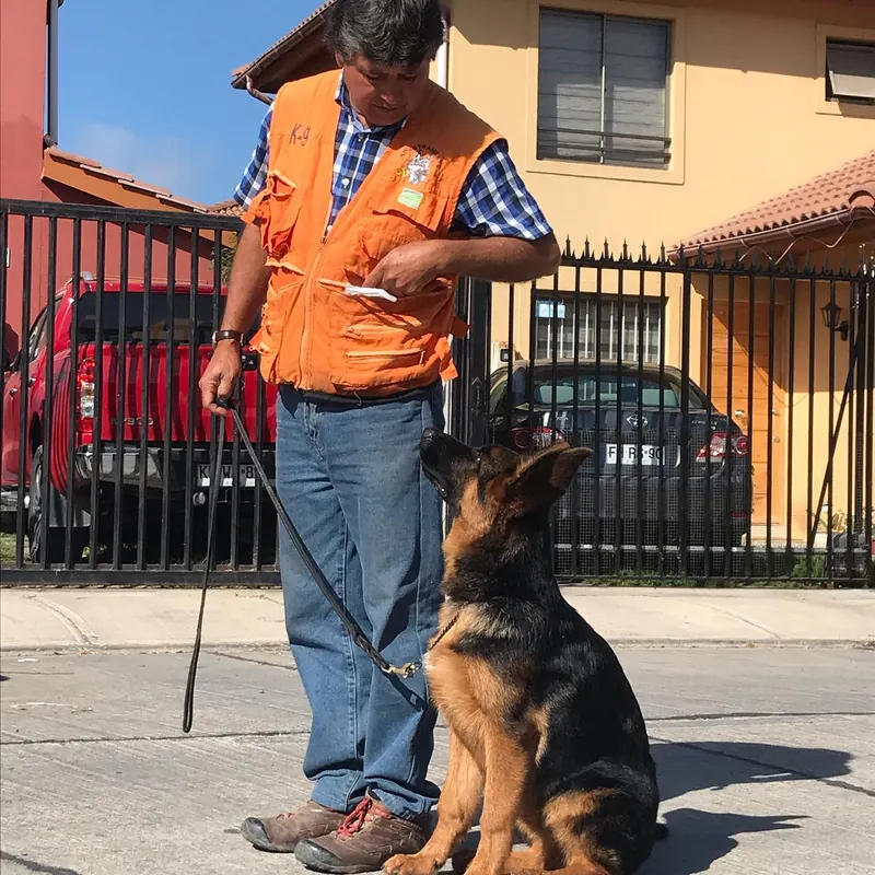 Pastor alemán sentado junto al adiestrador