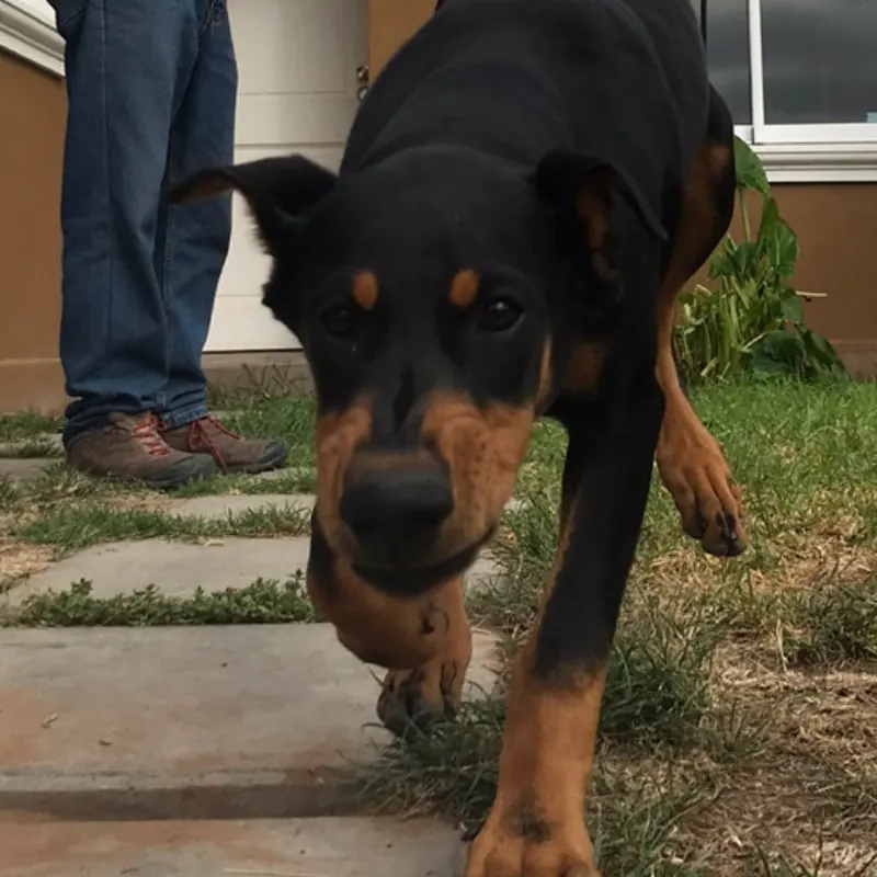 Rottweiler caminando atento durante el entrenamiento